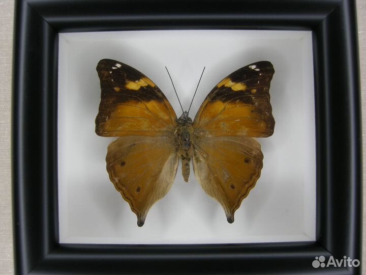 Бабочка в рамке - Polyura athamas
