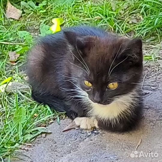 Котенок в добрые руки, бесплатно