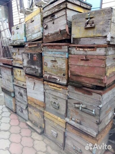 Пчелиные улики