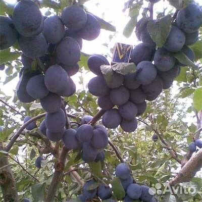 Слива Чачагская ранняя