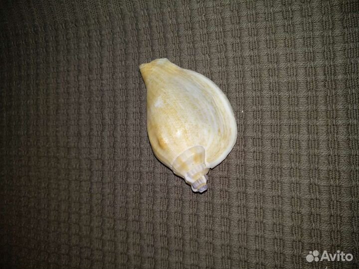 Раковины морские