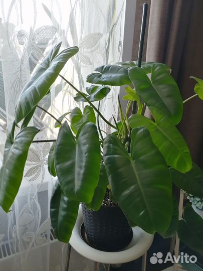 Сансевиерия Блэк Голд филодендрон бурле макс