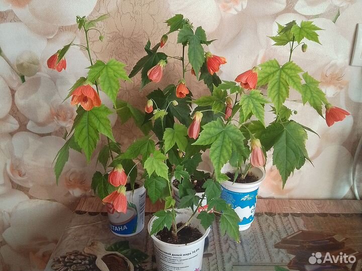 Абутилон, домашний клён