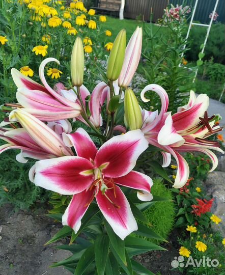 Лилии луковицы