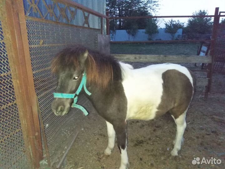 Продается пони