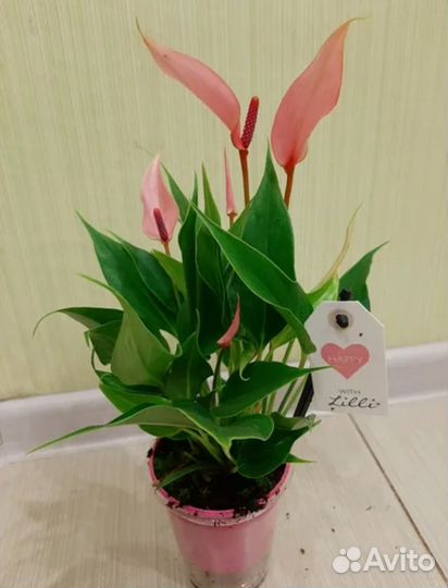 Антуриум лили розовый