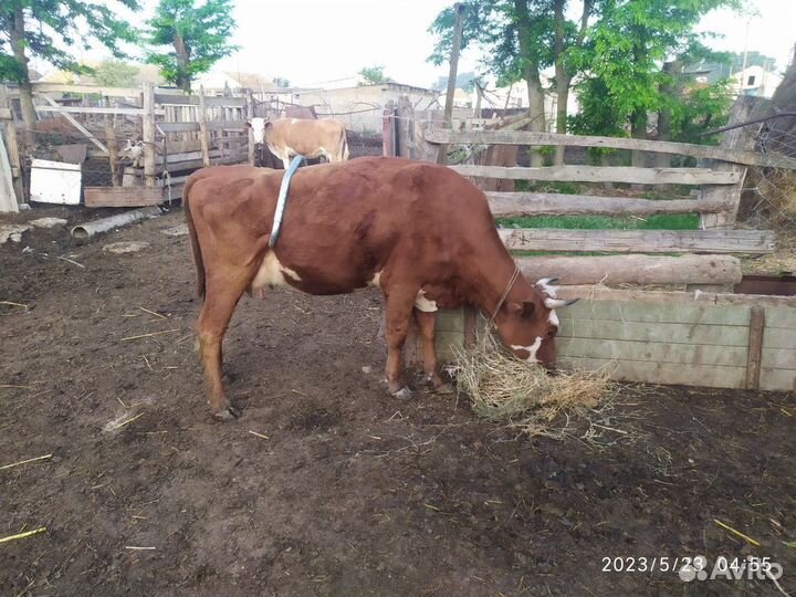 Корова дойная