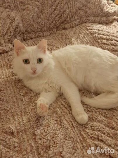 Ангорская белая кошка