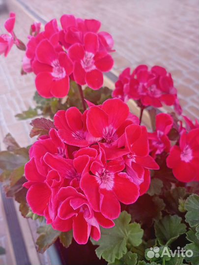 Герань и пеларгония