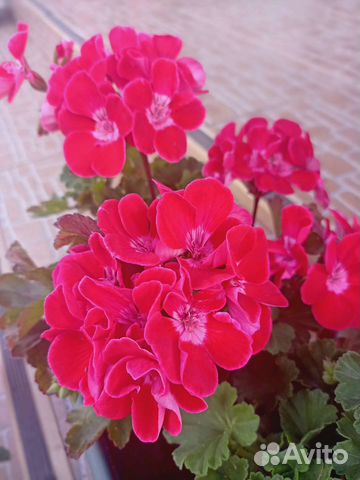 Герань и пеларгония