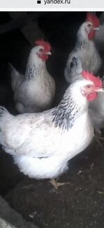 Куры молодки