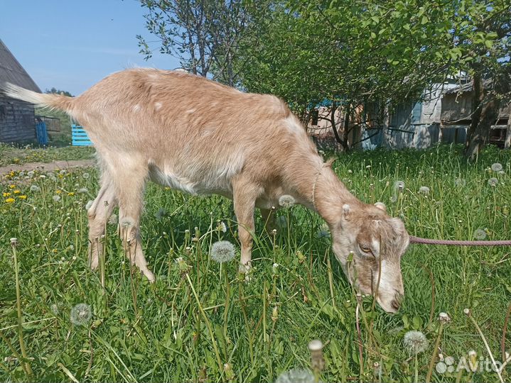 Козочки Ламанча