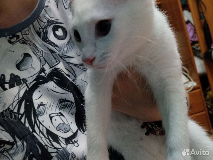 Белая кошечка