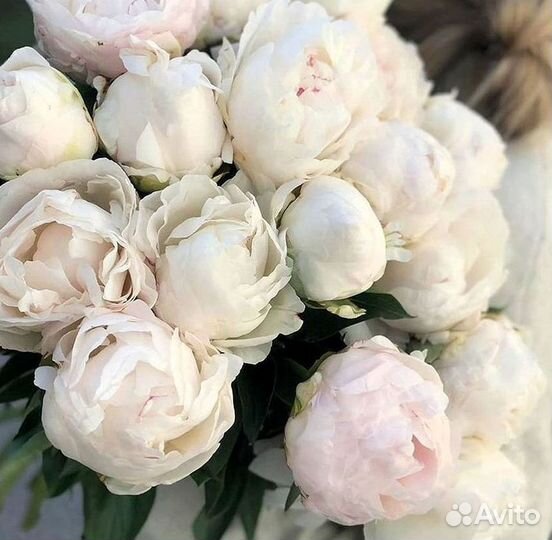 Пионы Букет