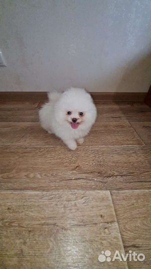 Щенки шпица мини мишки