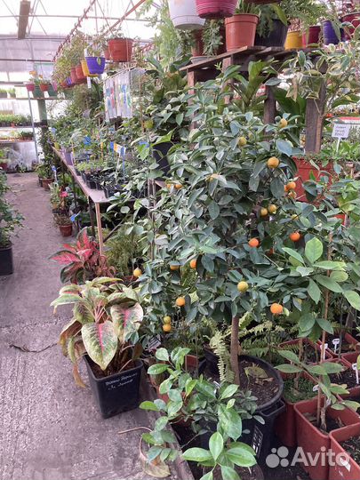 Цитрусы, мандарины, апельсин, лимоны