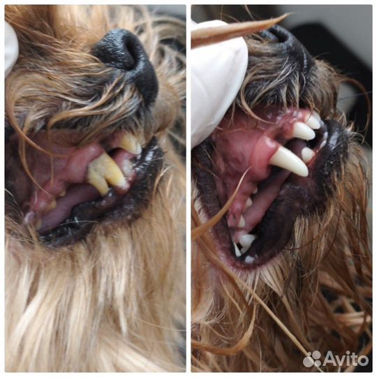 Стрижка собак и кошек.Удаление зубного камня