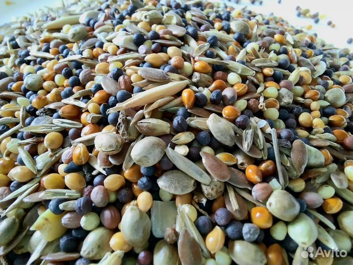 Корм для муравьев 5 видов