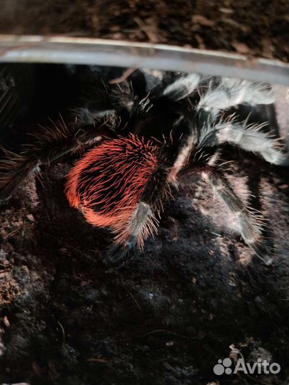 Паук птицеед