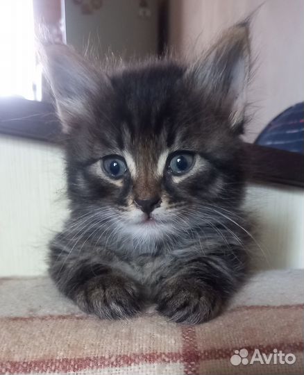 Котята в добрые руки мальчики