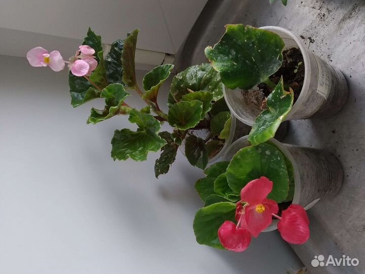 Бегония вечноцветущая, бальзамин