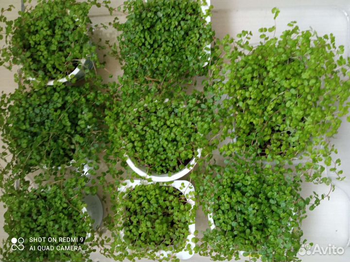 Солейролия