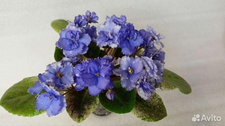 Мини Фиалки