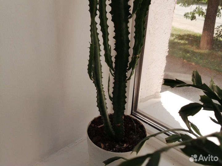 Молочай эуфорбия