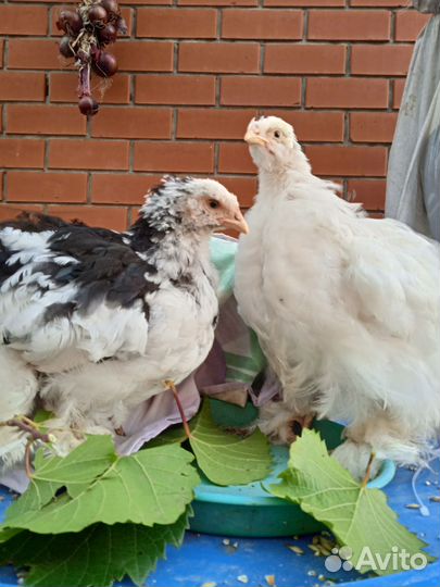 Куры породы кохинхин