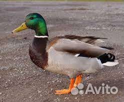 Утка Кряква