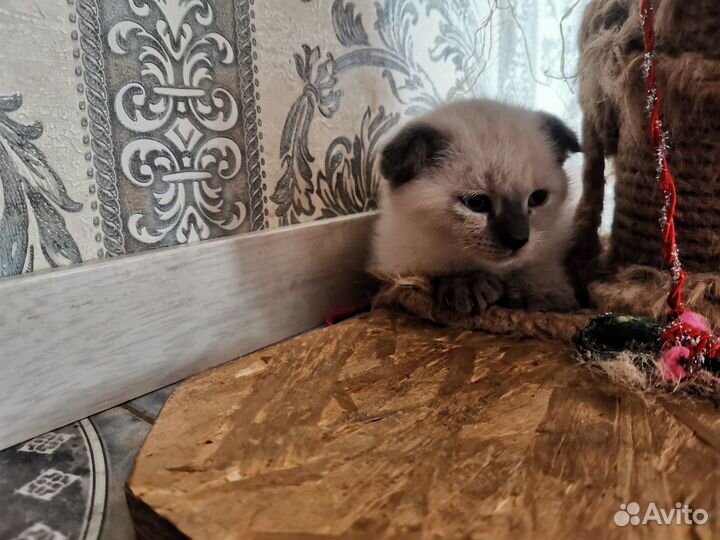 Шатланские вислоухие котята