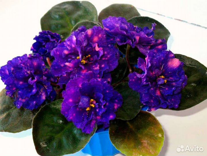 Фиалки детки