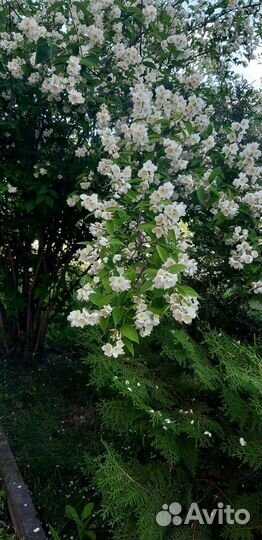 Жасмин чубушник