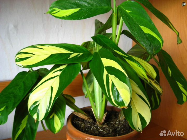 Цветы разные