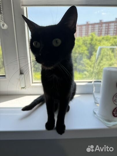 Кошка в дар
