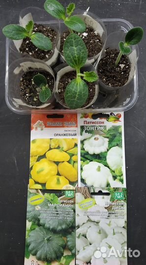 Рассада томатов,патиссонов,дыни, арбузов