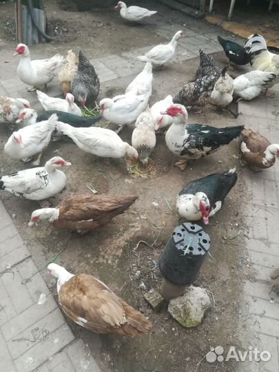 Мускусные утки