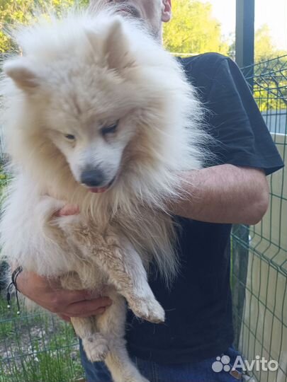 Японский шпиц