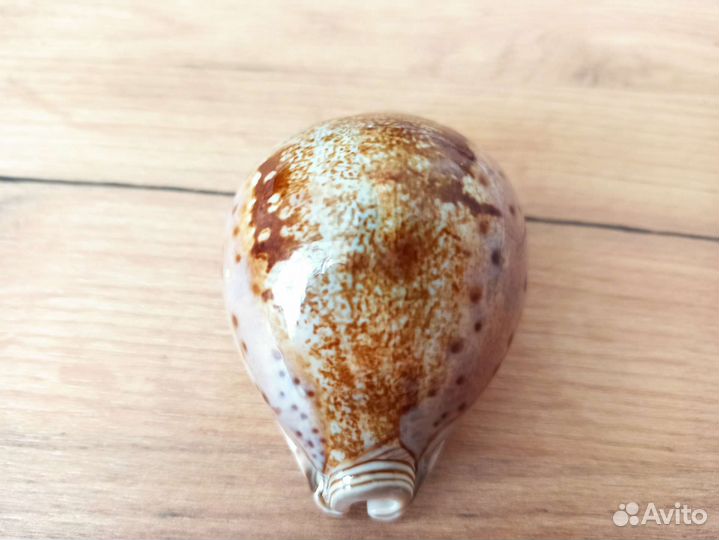 Морская раковина