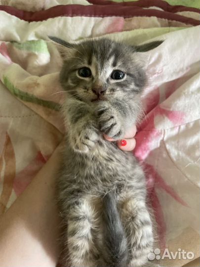 Кот