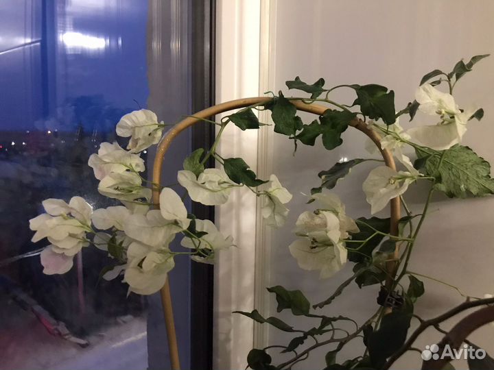 Бугенвиллия