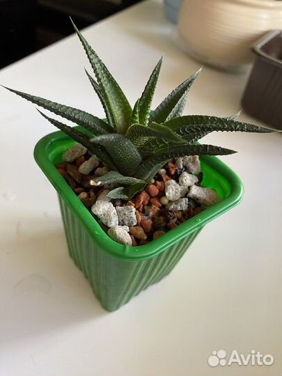 Комнатные растения. Хавортия лимифолия