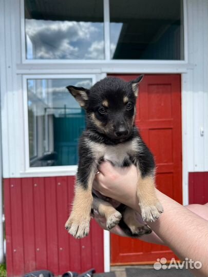 Щенки помесь хаски и немецкой овчарки