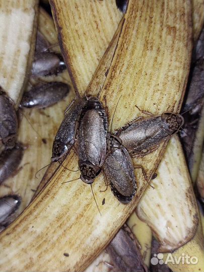 Живые мраморные тараканы. Возможна заморозка