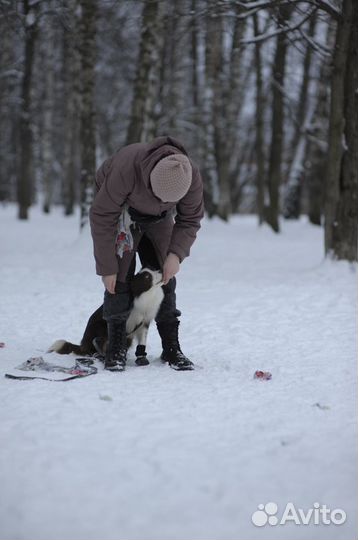 Кинолог, дрессировка собак