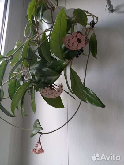 Хойя домашние цветы