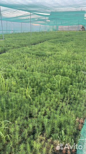 Саженцы сосны зкс