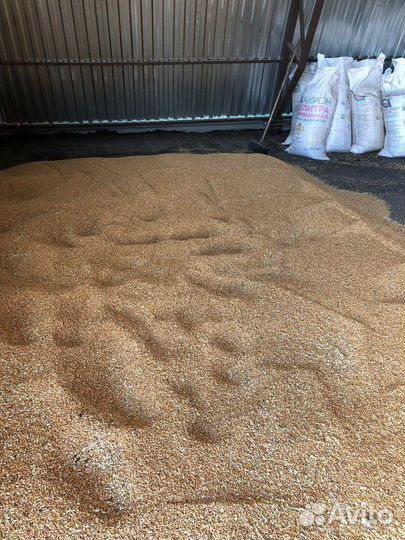 Зерно пшеница, овес, ячмень