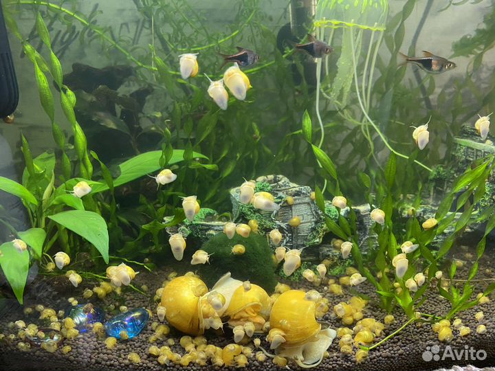 Улитки ампулярии