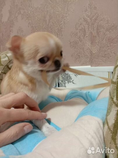 Взрослая малышка.Мини